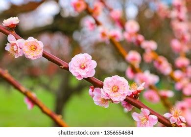 梅の花 株価 今後どうなる？投資のタイミングを見極めよう！